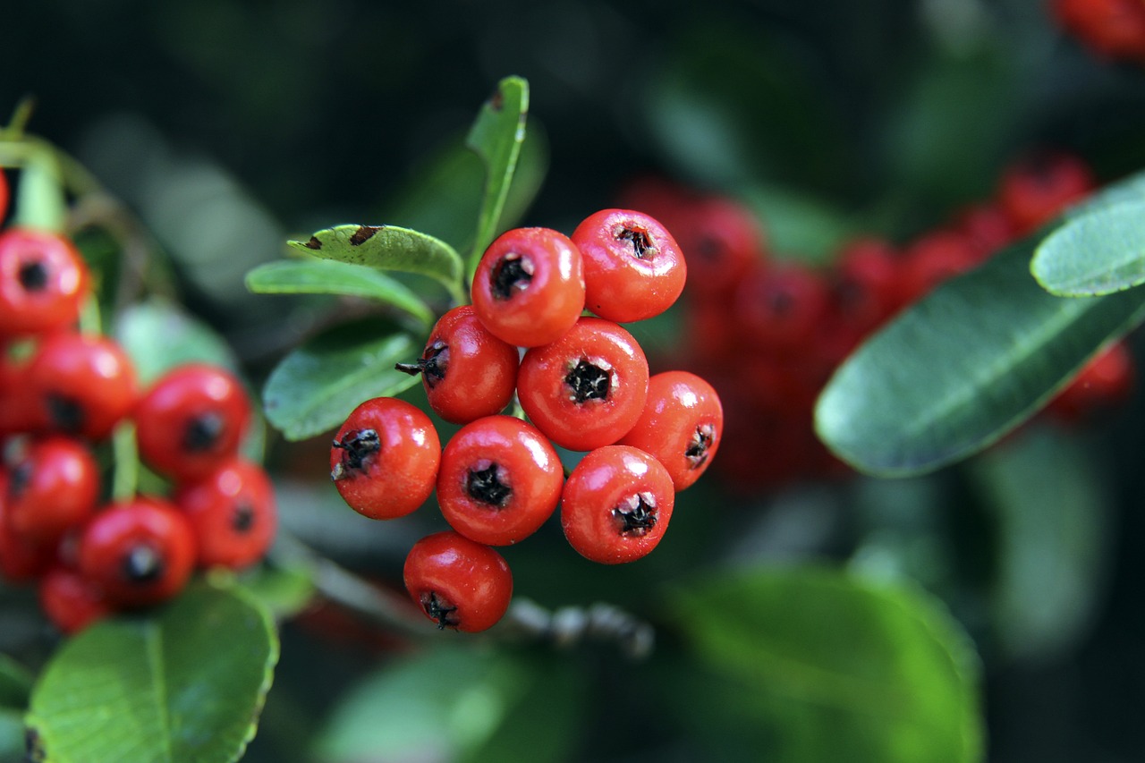 原本希望通 原本希望通